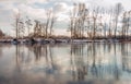 Bare trees reflected on the water and ice surface Royalty Free Stock Photo