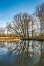 Bare trees reflected in the water surface Royalty Free Stock Photo