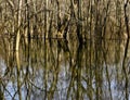 Bare trees are reflected in a wetland in Western Pennsylvanai.