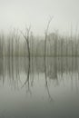 Dead trees reflecting on lake Royalty Free Stock Photo