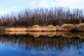 Bare trees reflecting in a pond Royalty Free Stock Photo