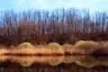Bare trees reflecting in a pond Royalty Free Stock Photo