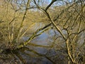 Branches of bare trees refecting in the lake under a clear blue sky in the Flemish countrysode Royalty Free Stock Photo