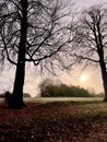 Bare trees with the rising sun behind