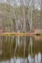 Bare trees on the shore of a pond reflected in the water surface in the Brunssummerheide Royalty Free Stock Photo