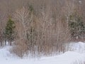 Bare and spruce trees and shrubs in the snow