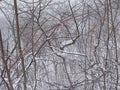 Bare trees and shurbs in the snow in Ile de la visitation nature park in the snow. Montreal