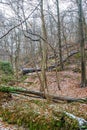 Bare trees on a sidehill with trunks, fallen tree branches, leaves on the ground and traces of snow