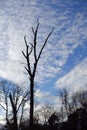 Bare Trees - Silhouette against a Moody Blue Sky with Clouds