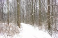 Bare trees in snow covered forest