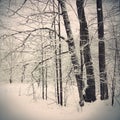 Bare Trees in Snow After a Snowstorm. Winter. Royalty Free Stock Photo