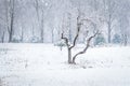 Bare trees in a snoww landscape. Woodland covered with snow. Snowy cold mornings Royalty Free Stock Photo