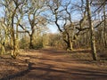 Bare trees stand either side of a footpath in Sherwood Forest Royalty Free Stock Photo