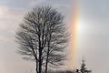 Bare Trees and Sundog Royalty Free Stock Photo
