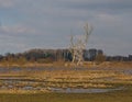 bare trees in a sunny marsh landscape in the flemish countryside