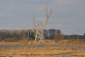 bare trees a sunny marsh landscape in the flemish countryside