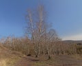 Bare trees on Terril de l`Heribus i Mons, Walloia