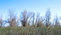 Bare Trees with Tules in Foreground Royalty Free Stock Photo