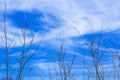 Bare Trees And Twigs Against Blue Sky. Winter Branches Silhouettes And Colorful Clouds. Natural Landscape