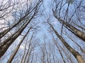 Bare trees upwards to sky