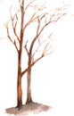 Bare trees on white background Royalty Free Stock Photo