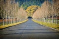 Bare Trees, Wine Country Road, California Royalty Free Stock Photo