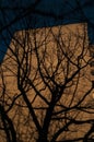 bare trees in winter on the background of a multi-storey building Royalty Free Stock Photo