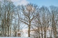 Bare trees, winter background Royalty Free Stock Photo