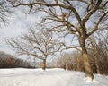 Bare trees in winter forest