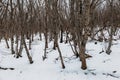 Bare trees winter in forest Royalty Free Stock Photo