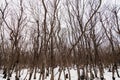 Bare trees winter in forest Royalty Free Stock Photo