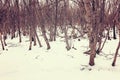 Bare trees winter in forest Royalty Free Stock Photo