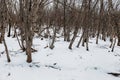 Bare trees winter in forest Royalty Free Stock Photo