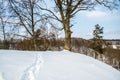 Bare trees in winter mound Royalty Free Stock Photo