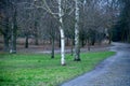 Bare trees in winter beside a streets in a forest in Berlin Royalty Free Stock Photo