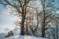 Bare trees in winter Royalty Free Stock Photo