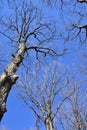 Bare treetops against clear blue sky Royalty Free Stock Photo