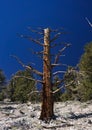 Bare trunk of a Great Basin Bristlecone Pine in the White Mountains of California. Royalty Free Stock Photo