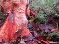 Gum tree bloodstained by shedding process, Australian nature Royalty Free Stock Photo