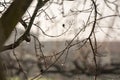 Bare twigs with dew Royalty Free Stock Photo