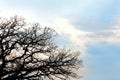 Bare Twisted Oak Tree Branches Silhouetted againt Blue Sky Background Royalty Free Stock Photo