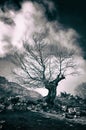 Bare and twisted tree silhouette Royalty Free Stock Photo