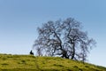 A bare valley oak tree stands on the top of a hill silhouetted against a fading blue sky
