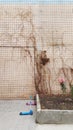 Bare vine branches of creeper plant on old dirty tile wall