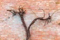 Bare vine on a peeling wall