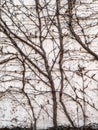 Winter vines against exterior wall background photograph.