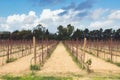 Bare vineyard in the autumn with empty rows of vines