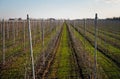 Bare vineyard in the autumn with empty rows of vines