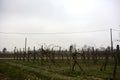 Bare vineyard in a field by the edge of a road in the italian countryside on a cloudy day