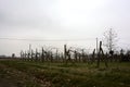 Bare vineyard in a field by the edge of a road in the italian countryside on a cloudy day